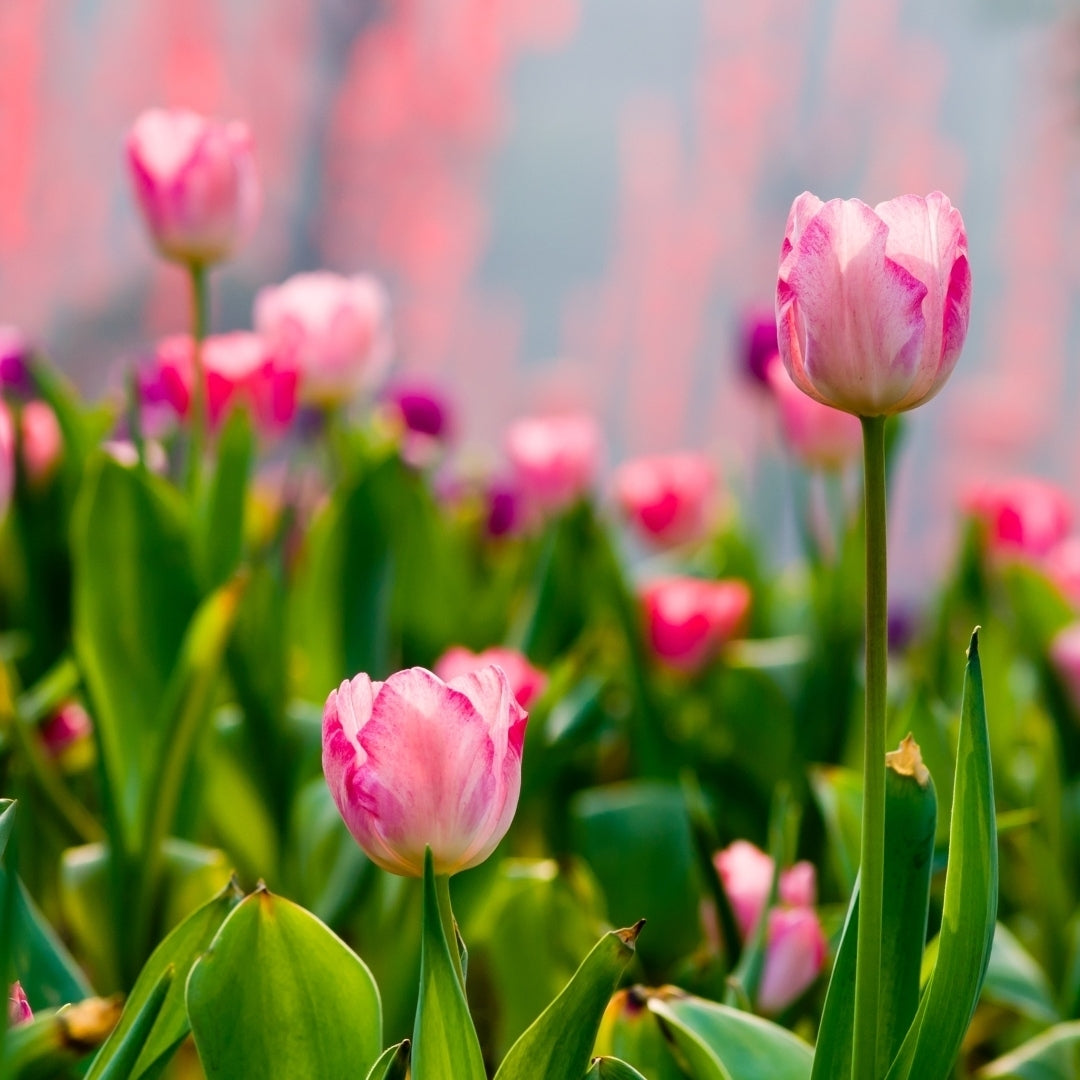 Sweet Showgirl Tulips - Pink and White Flowers - 10, 20 or 40 Bulbs - Spring Garden Perennial - Attracts Butterflies, Image 4