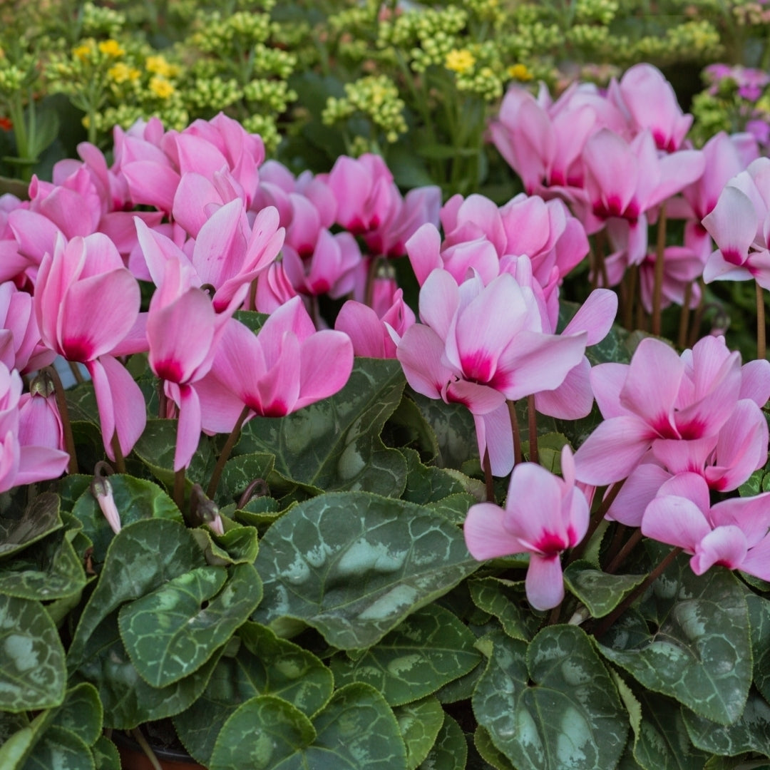 Pink Flutter Cyclamen Flowers - 3, 6 or 12 Bulbs - Spring Garden Perennial - Attracts Butterflies, Bees and Hummingbirds Image 1