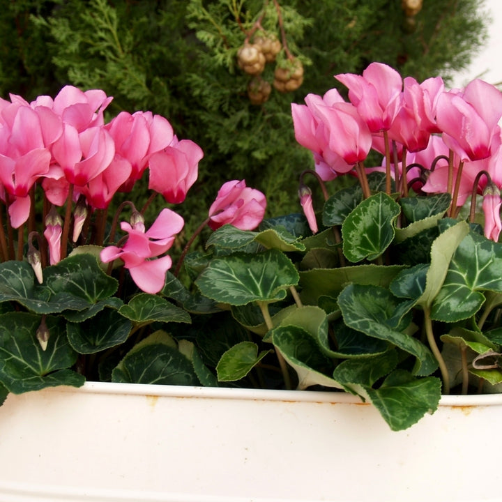 Pink Flutter Cyclamen Flowers - 3, 6 or 12 Bulbs - Spring Garden Perennial - Attracts Butterflies, Bees and Hummingbirds Image 2