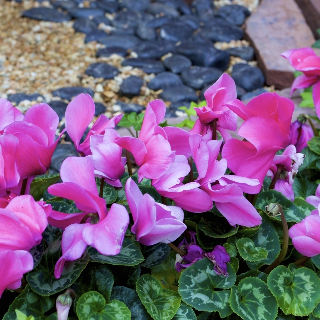 Pink Flutter Cyclamen Flowers - 3, 6 or 12 Bulbs - Spring Garden Perennial - Attracts Butterflies, Bees and Hummingbirds Image 3