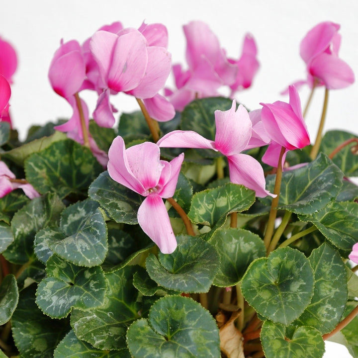 Pink Flutter Cyclamen Flowers - 3, 6 or 12 Bulbs - Spring Garden Perennial - Attracts Butterflies, Bees and Hummingbirds Image 4