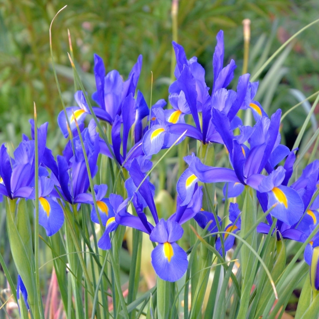 Colorful Mixed Dutch Iris - Blue, Yellow, Purple, White Flowers - 30 or 60 Bulbs - Spring Garden Perennial - Attracts Image 4