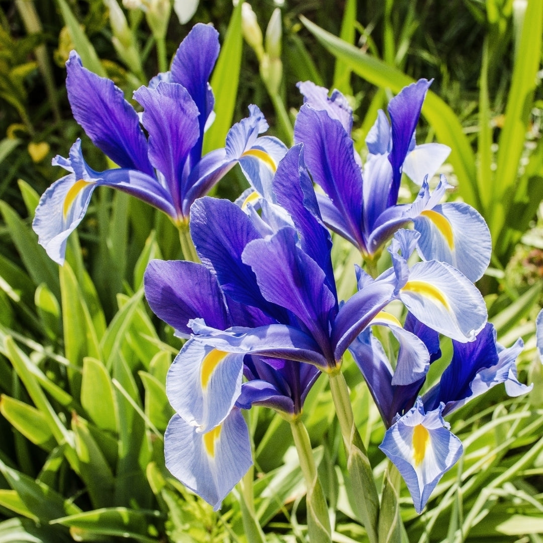 Colorful Mixed Dutch Iris - Blue, Yellow, Purple, White Flowers - 30 or 60 Bulbs - Spring Garden Perennial - Attracts Image 5