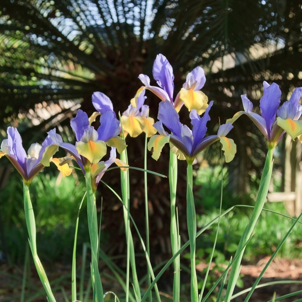 Colorful Mixed Dutch Iris - Blue, Yellow, Purple, White Flowers - 30 or 60 Bulbs - Spring Garden Perennial - Attracts Image 2