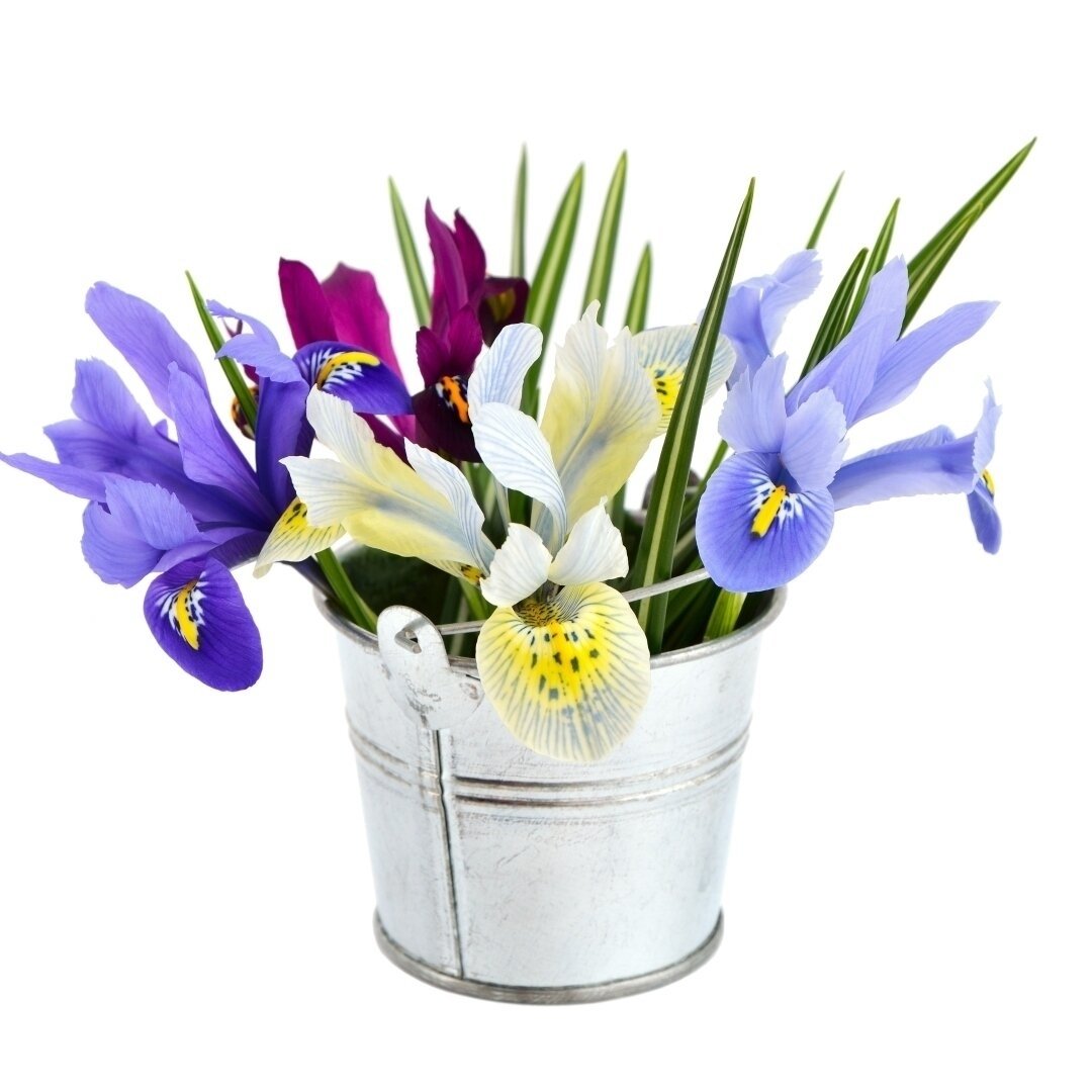 Colorful Mixed Dutch Iris - Blue, Yellow, Purple, White Flowers - 30 or 60 Bulbs - Spring Garden Perennial - Attracts Image 6