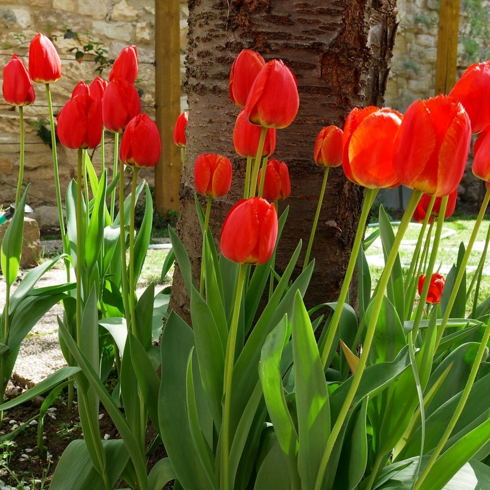 Sky High Scarlet Tulips - Giant Red Flowers - 10, 20 or 40 Bulbs - Spring Garden Perennial - Attracts Butterflies, Bees Image 2