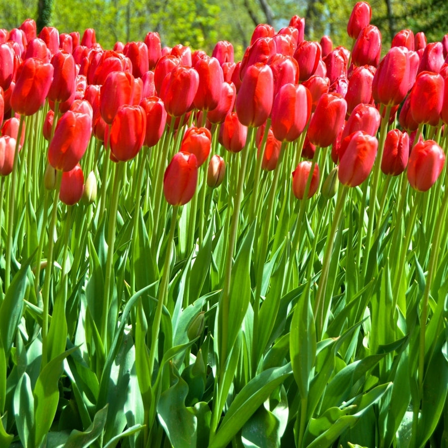 Sky High Scarlet Tulips - Giant Red Flowers - 10, 20 or 40 Bulbs - Spring Garden Perennial - Attracts Butterflies, Bees Image 1