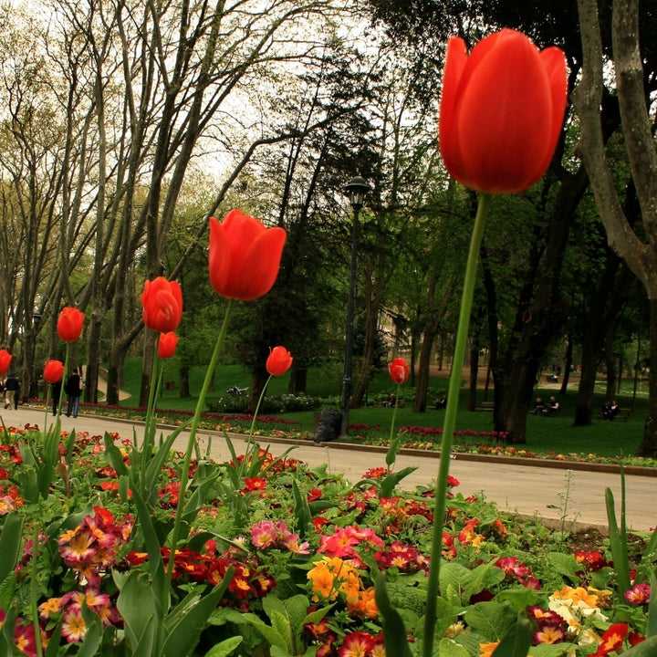 Sky High Scarlet Tulips - Giant Red Flowers - 10, 20 or 40 Bulbs - Spring Garden Perennial - Attracts Butterflies, Bees Image 3