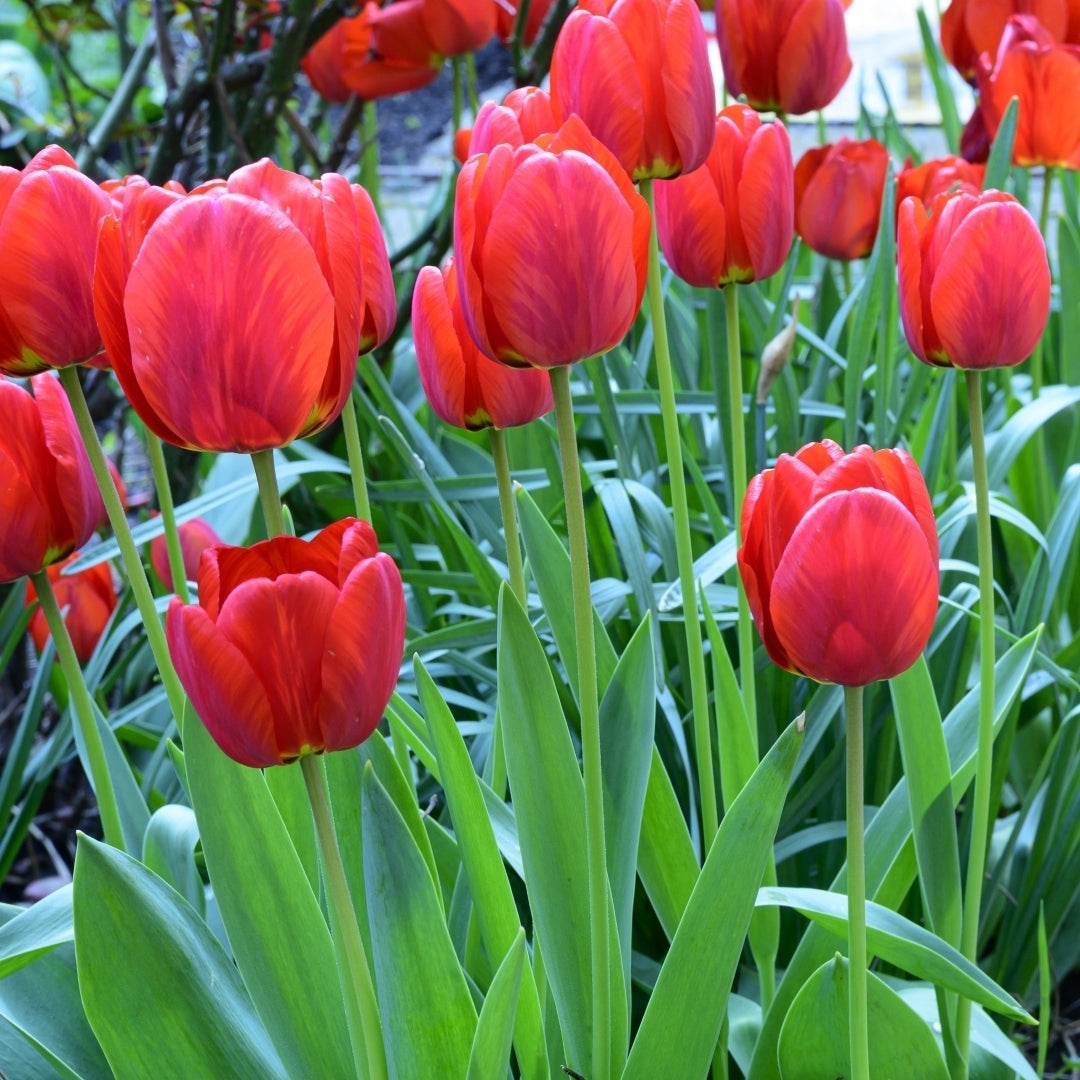 Sky High Scarlet Tulips - Giant Red Flowers - 10, 20 or 40 Bulbs - Spring Garden Perennial - Attracts Butterflies, Bees Image 4