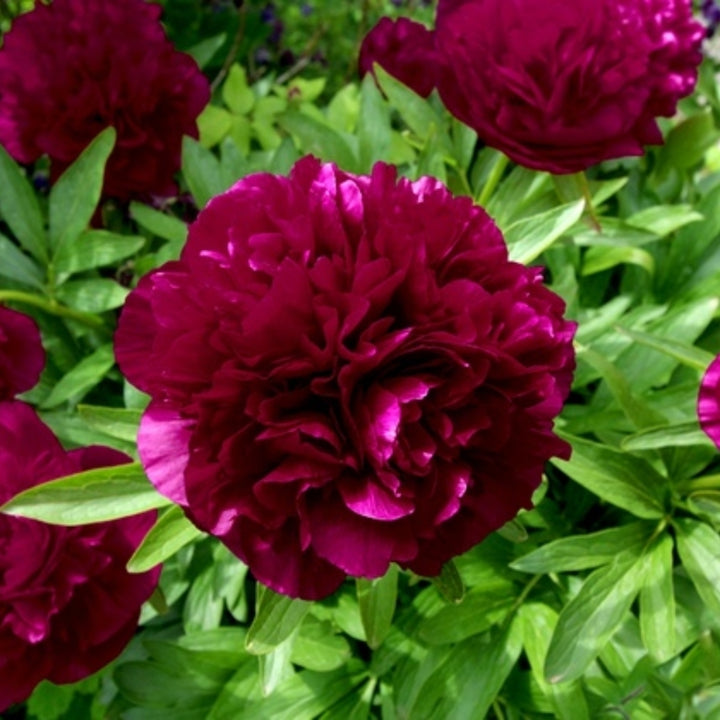 Black Raspberry Peonies - Dark Red Peony Flowers - 3 Bare Roots - Spring Garden Perennial - Attracts Butterflies, Bees Image 3