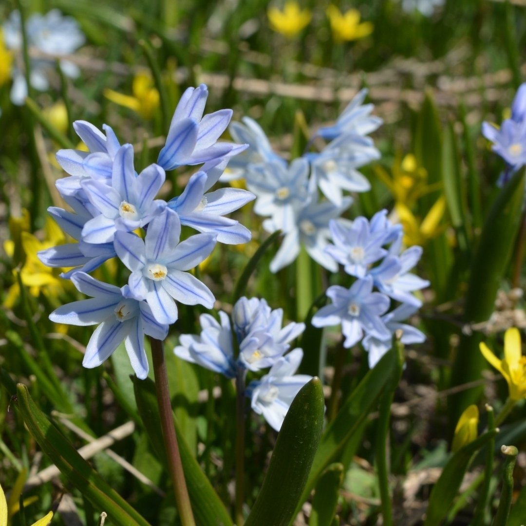 Garden Gem Mixed Flower Collection - 100 Bulbs - Featuring 4 Varieties of Yellow, Blue, White and Purple Flowers - Image 3