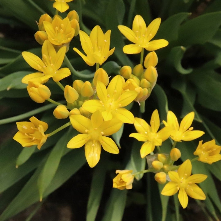 Garden Gem Mixed Flower Collection - 100 Bulbs - Featuring 4 Varieties of Yellow, Blue, White and Purple Flowers - Image 4