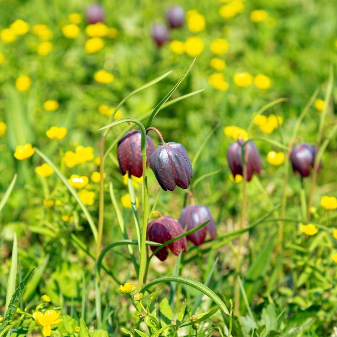 Garden Gem Mixed Flower Collection - 100 Bulbs - Featuring 4 Varieties of Yellow, Blue, White and Purple Flowers - Image 6