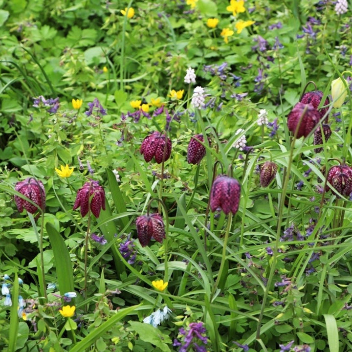 Garden Gem Mixed Flower Collection - 100 Bulbs - Featuring 4 Varieties of Yellow, Blue, White and Purple Flowers - Image 7