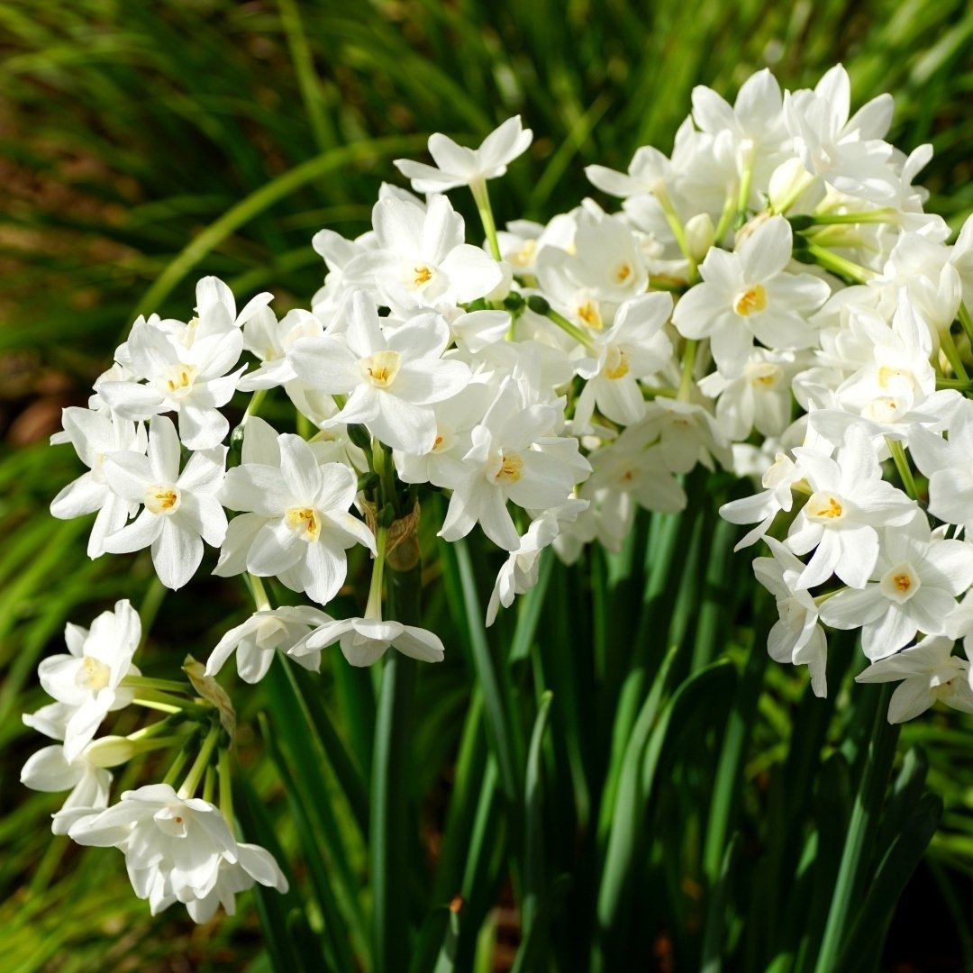 Fragrant Paperwhite Narcissus - White Daffodil Flowers - 6 Bulbs - Spring Garden Perennial - Attracts Butterflies, Bees Image 1