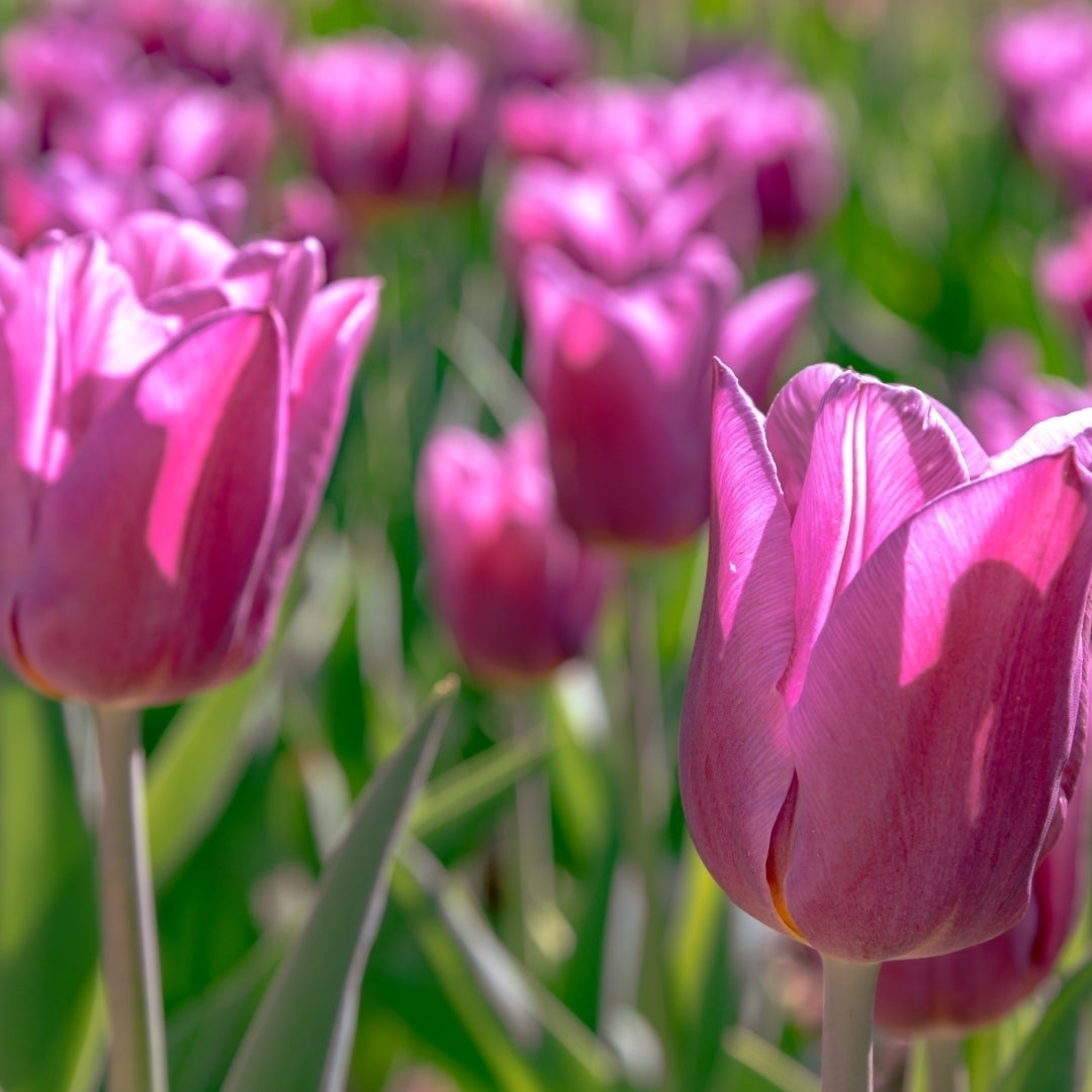 Lovely Lavender Trophy Tulips- Spring Garden Purple Flowers - 20 Bulbs - Attracts Butterflies, Bees and Hummingbirds Image 3