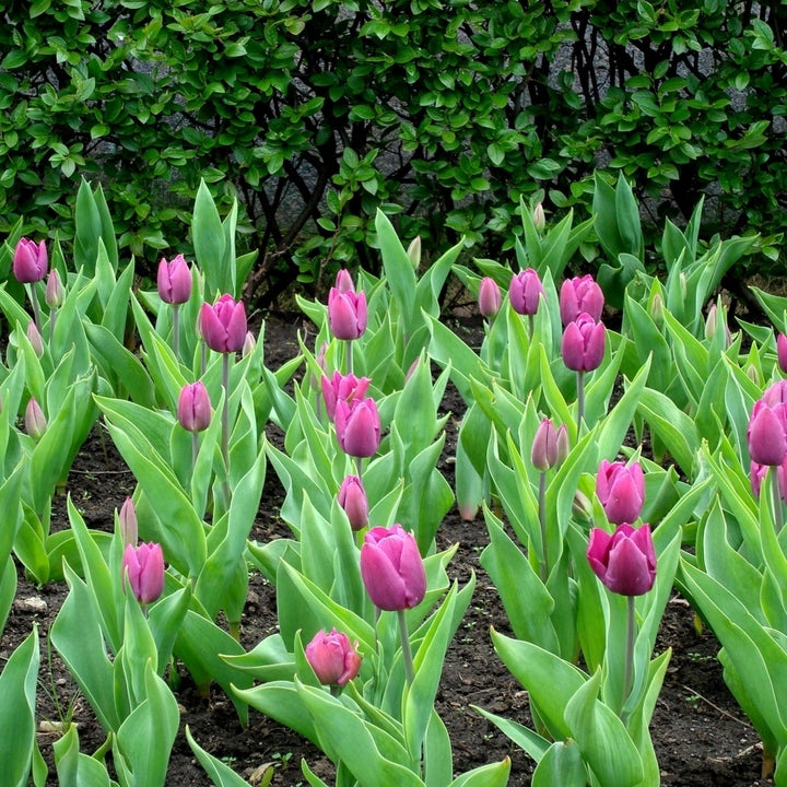 Lovely Lavender Trophy Tulips- Spring Garden Purple Flowers - 20 Bulbs - Attracts Butterflies, Bees and Hummingbirds Image 1