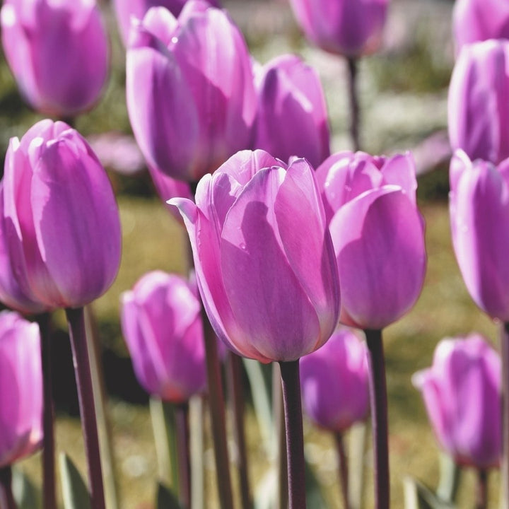 Lovely Lavender Trophy Tulips- Spring Garden Purple Flowers - 20 Bulbs - Attracts Butterflies, Bees and Hummingbirds Image 4