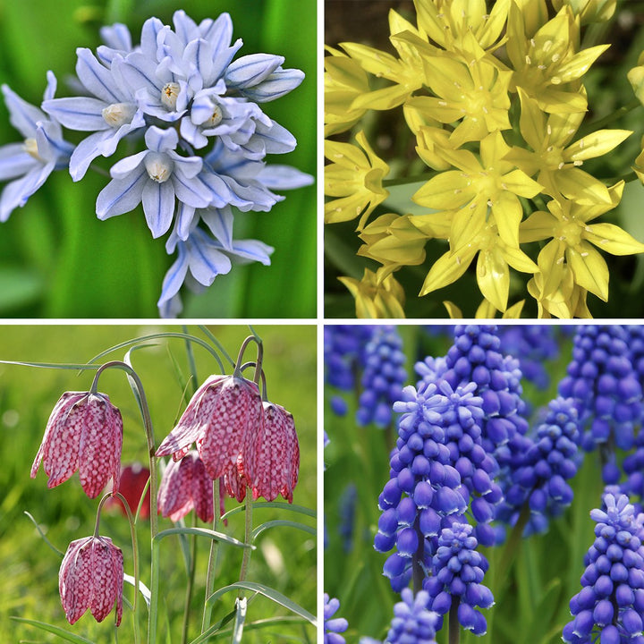 Garden Gem Mixed Flower Collection - 100 Bulbs - Featuring 4 Varieties of Yellow, Blue, White and Purple Flowers - Image 1