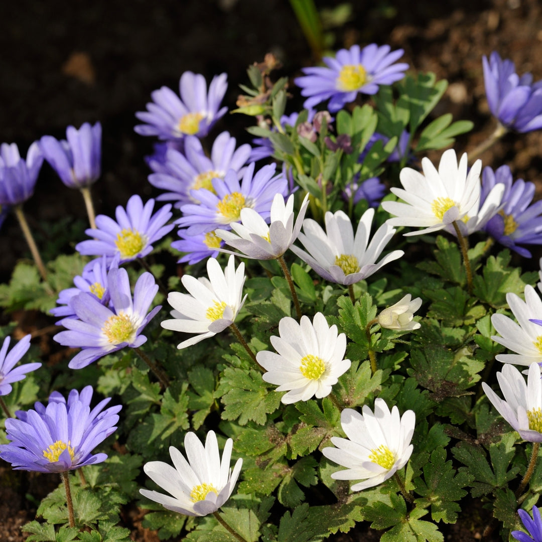 Colorful Mixed Anemone Blanda - Blue, Purple and White Flowers - 30 Bulbs - Easy to Grow Perennial - Attracts Image 2