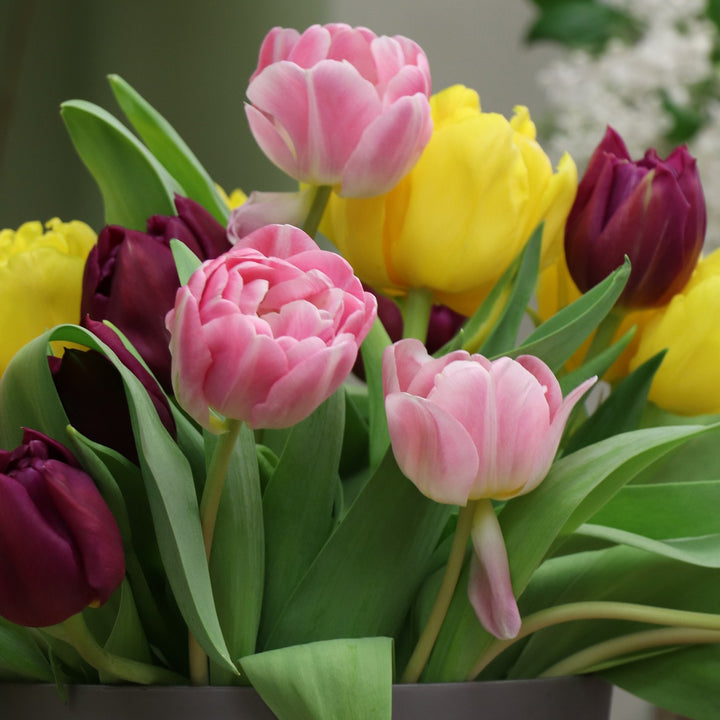 Colorful Mixed Double Late Tulips - Red, Pink, Yellow, White, Purple Flowers - 10, 20 or 40 Bulbs-Attracts Butterflies, Image 3