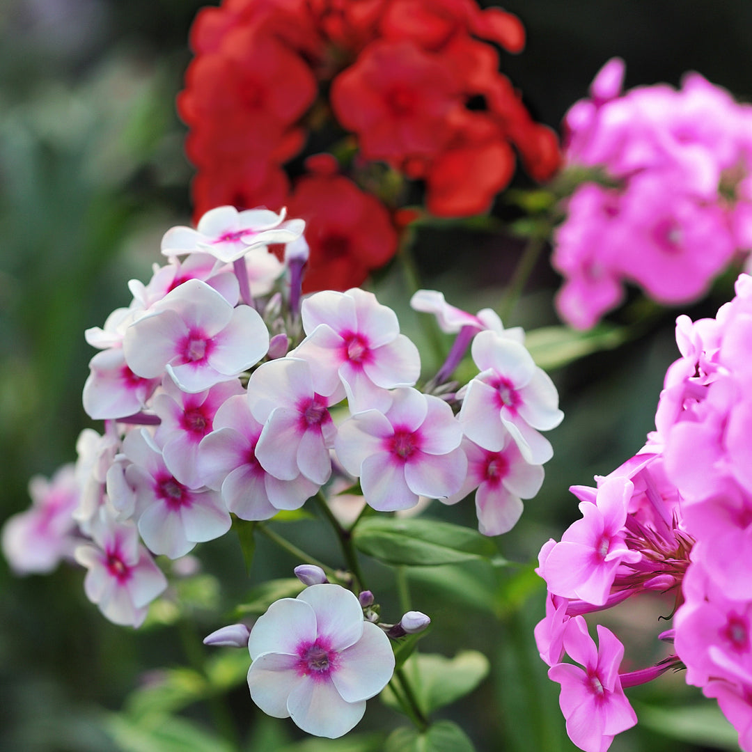 Multicolor Double Phlox Flowers - 3 Bare Roots - Vibrant and Stunning Mix of Colorful Blooms Image 4