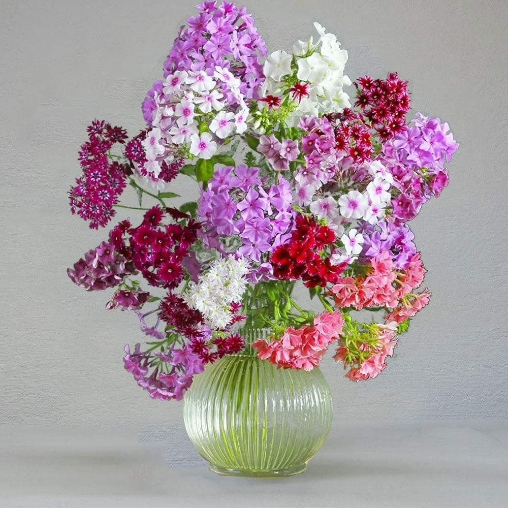 Multicolor Double Phlox Flowers - 3 Bare Roots - Vibrant and Stunning Mix of Colorful Blooms Image 5