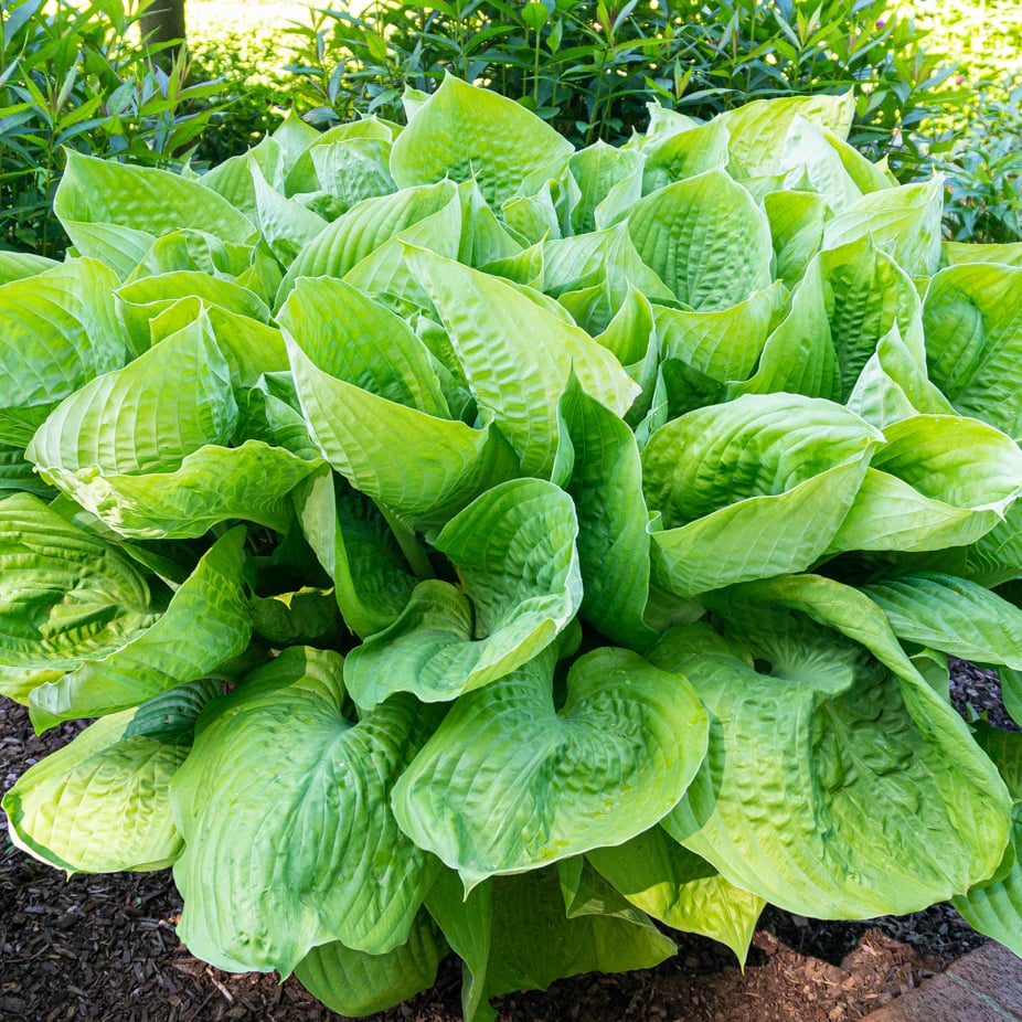 Giant Hosta Mixed Plants - 3 Bare Roots- Giant Blue-Green and Yellow-Green Leaves Perfect for Landscaping, Garden Image 3