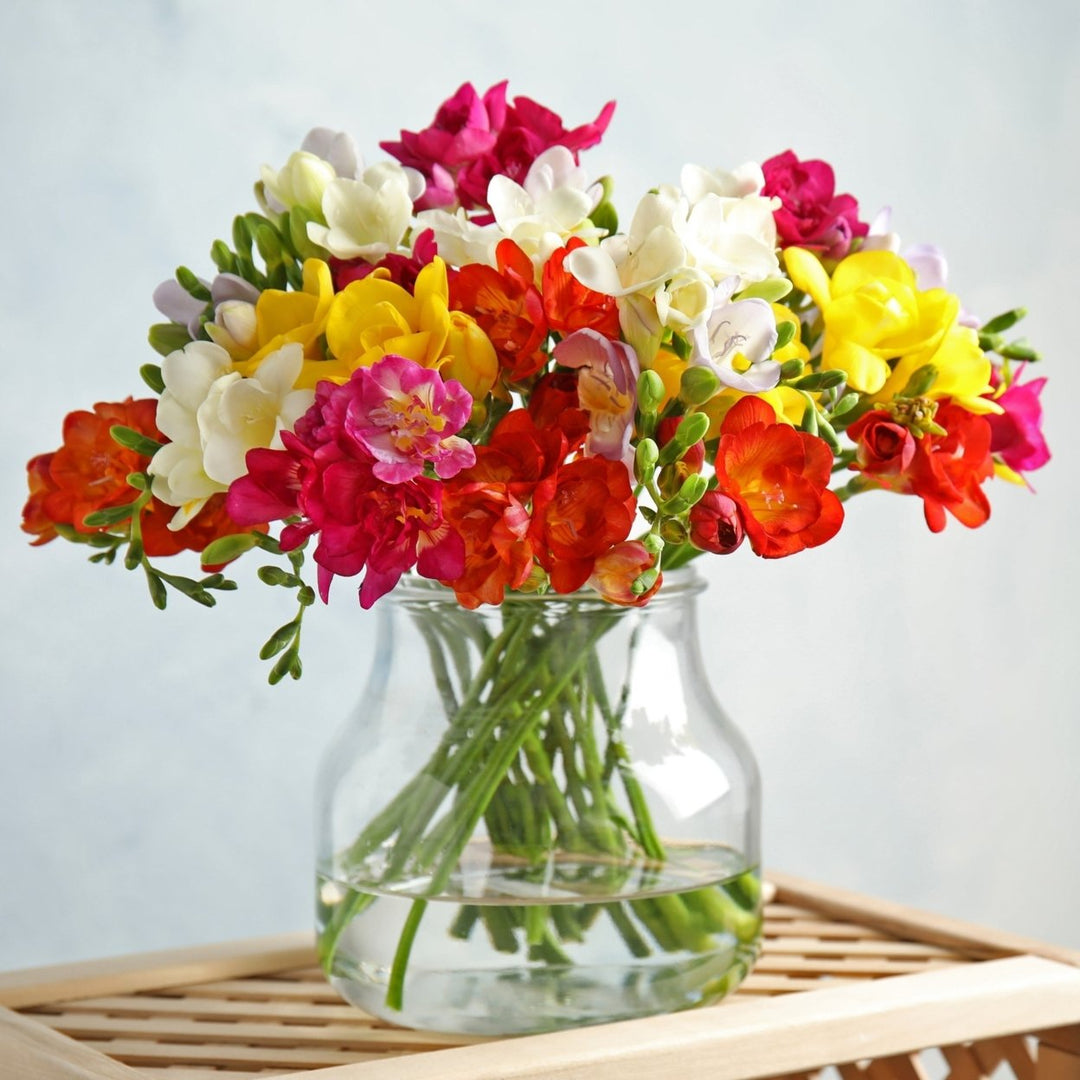 Colorful Mixed Freesia Flowers - 30 Bulbs - Vibrant, Colorful, Fragrant Flowers Perfect for Gardens Image 4