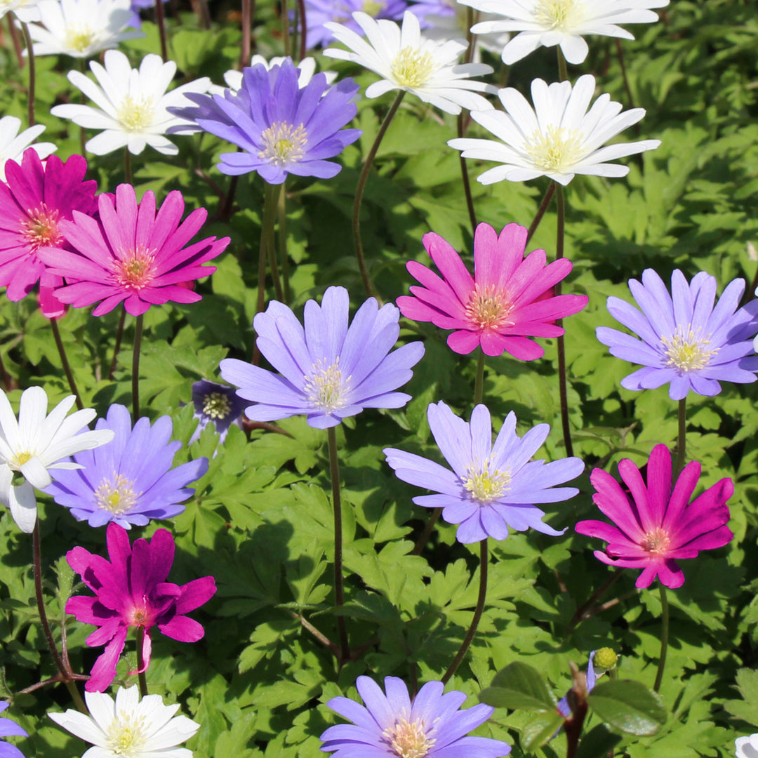 Colorful Mixed Anemone Blanda - Blue, Purple and White Flowers - 30 Bulbs - Easy to Grow Perennial - Attracts Image 3