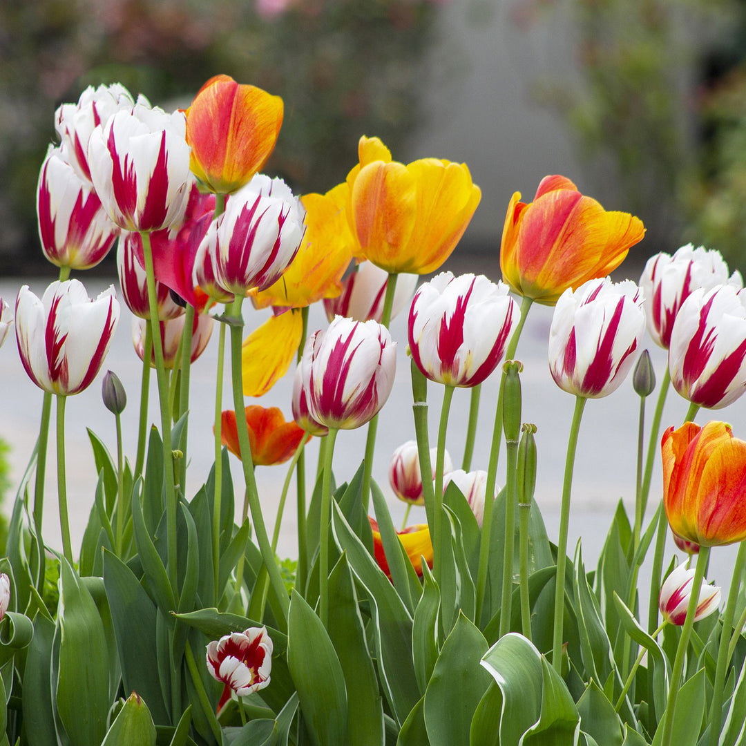 Sorbet Swirl Tulips - Red, Pink and White Flowers - 8, 16 or 40 Bulbs - Spring Garden Perennial - Attracts Butterflies, Image 1