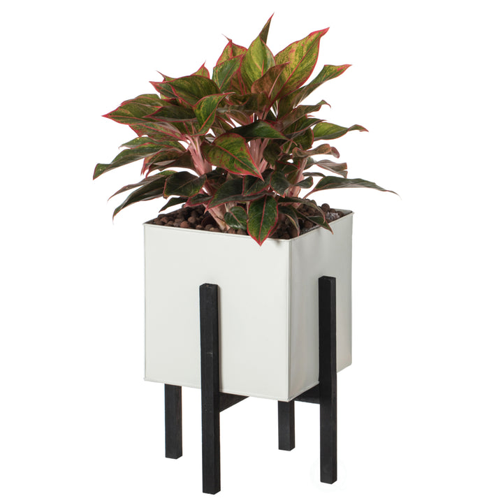 White Iron Planting Box with Black Wooden Frame Indoor Outdoor Planter Small Large Image 1