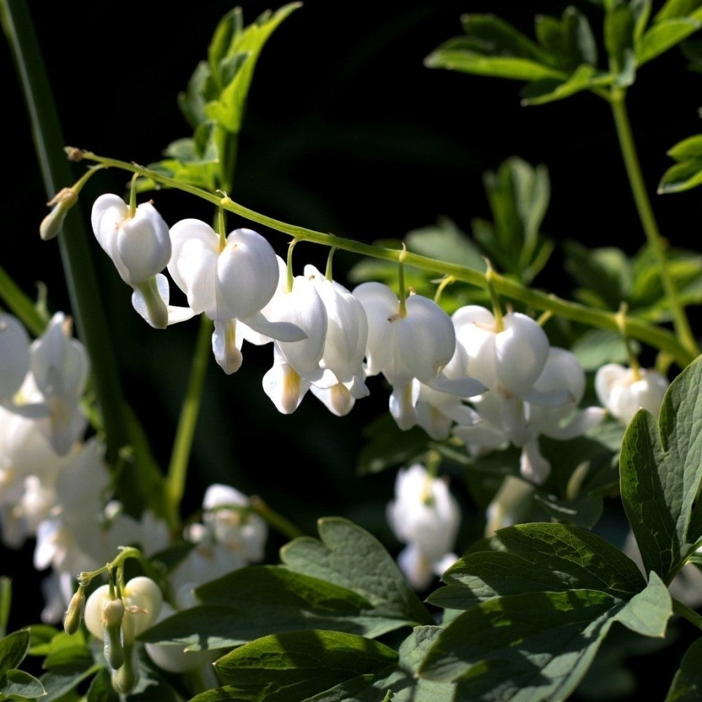 White Bleeding Heart Flowers - 2 Bare Roots - Unique Blooms Sprout Beautiful Heart Shaped Petals Image 2