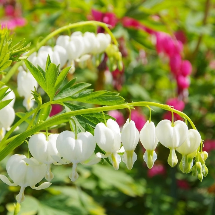 White Bleeding Heart Flowers - 2 Bare Roots - Unique Blooms Sprout Beautiful Heart Shaped Petals Image 6