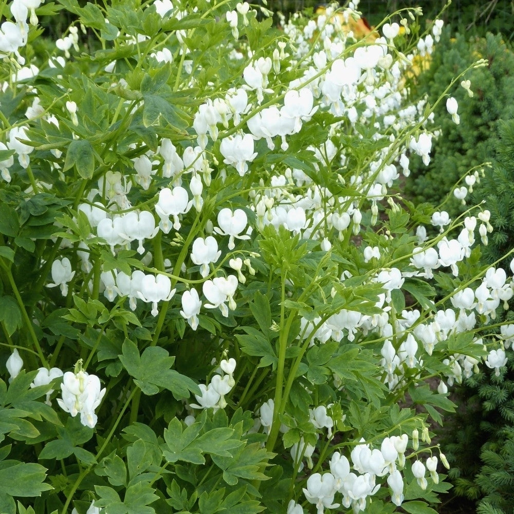 White Bleeding Heart Flowers - 2 Bare Roots - Unique Blooms Sprout Beautiful Heart Shaped Petals Image 3