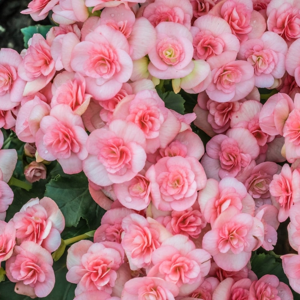 Strawberry Ripple Begonia Bulbs 4 Pack Pink Big Blooms Garden Plants 8-10 Image 2