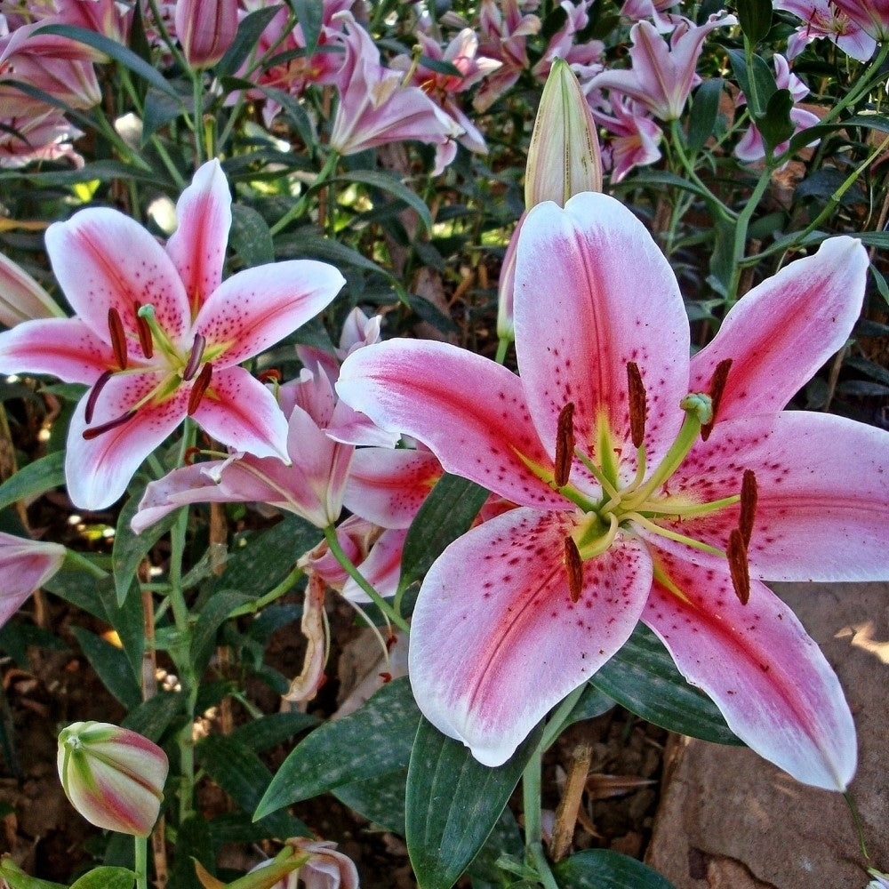 Giant Stargazer Lily Flowers - 6 Bulbs - Fragrant Fuchsia and Pink Petals Image 2