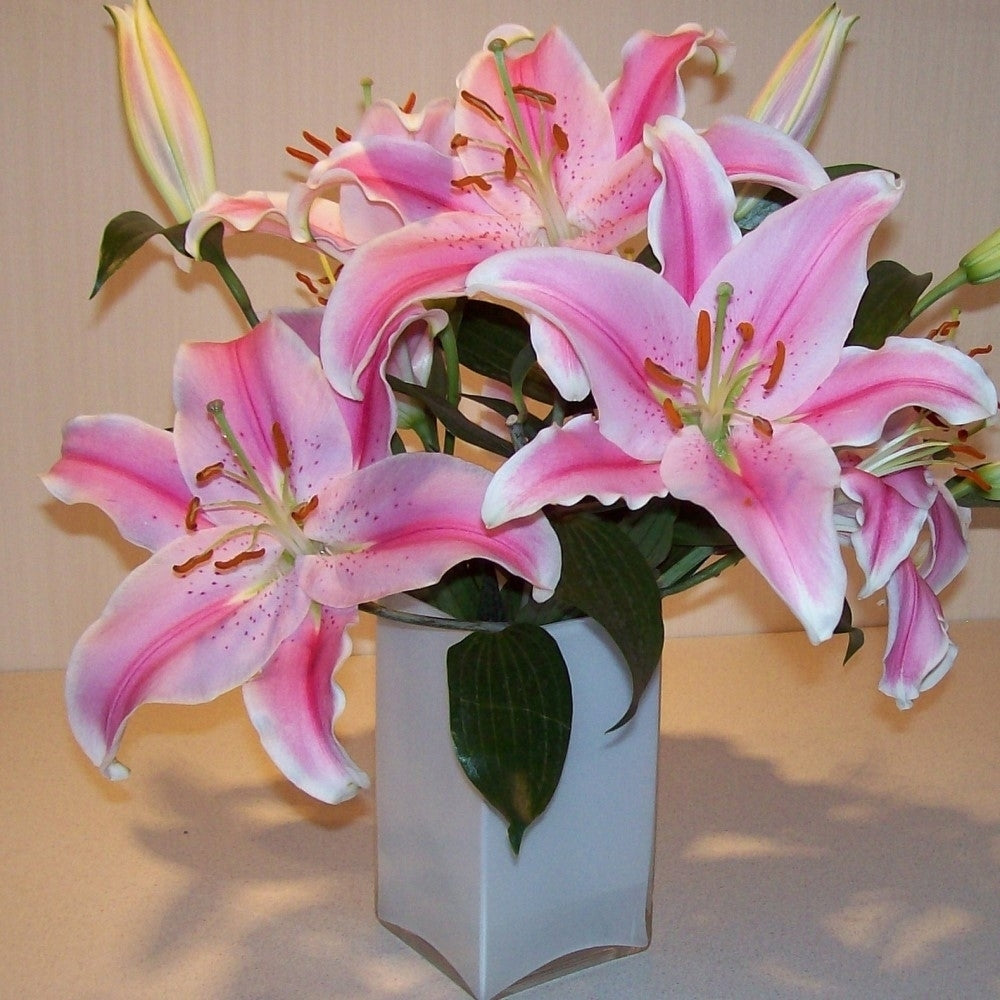 Giant Stargazer Lily Flowers - 6 Bulbs - Fragrant Fuchsia and Pink Petals Image 5