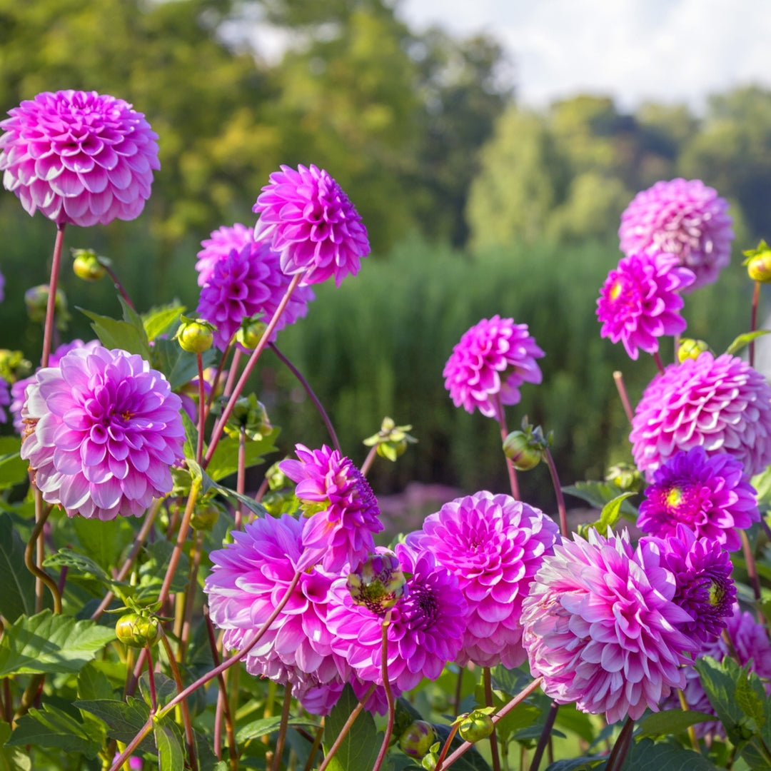 Grand Duchess Lilac Dahlia Flowers - 7 Bulbs - Splendid Spiky Petals, Easy to Grow Image 3