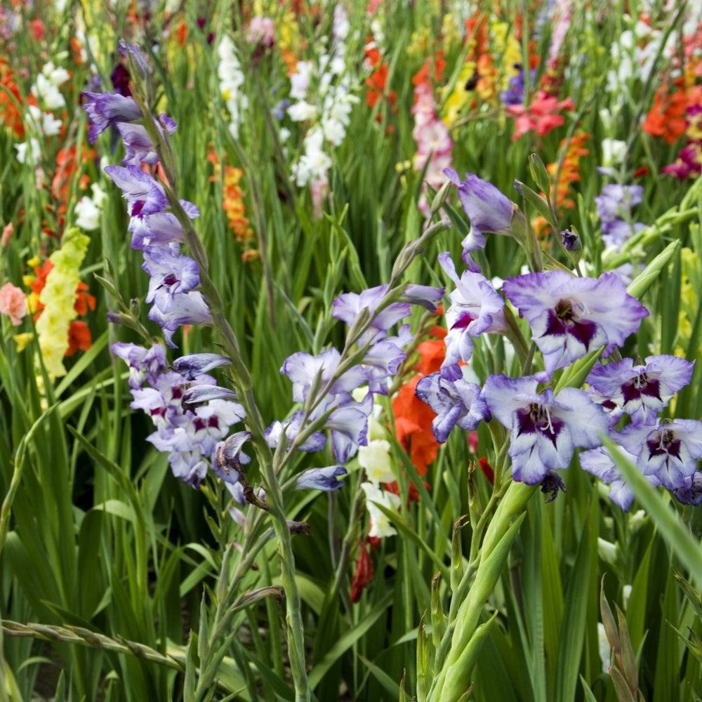 Giant Gladiolus Colorful Mixed Flowers - 40 Bulbs -Beautiful Shades of Pink, Purple, Red, Yellow and Orange Image 2