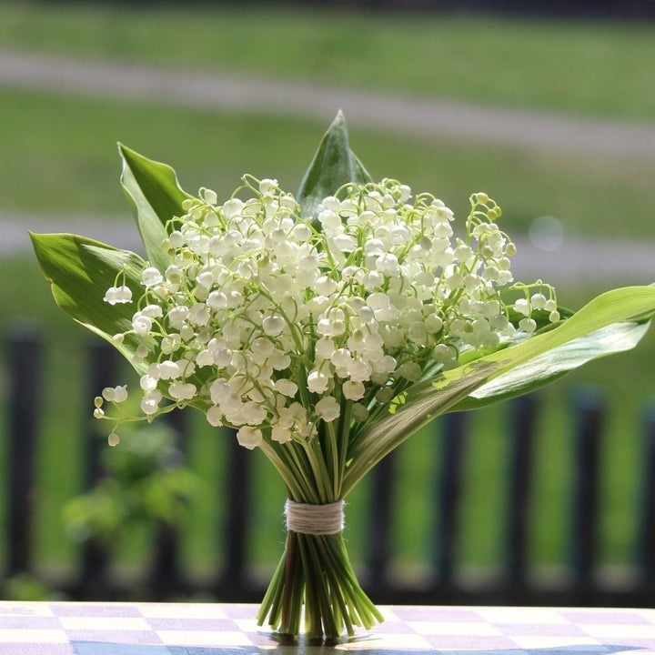 Sweet Scented Lily of The Valley Flowers - 4 Bulbs - Wonderful Blooms and Beautiful Petals Convallaria Majalis Image 5