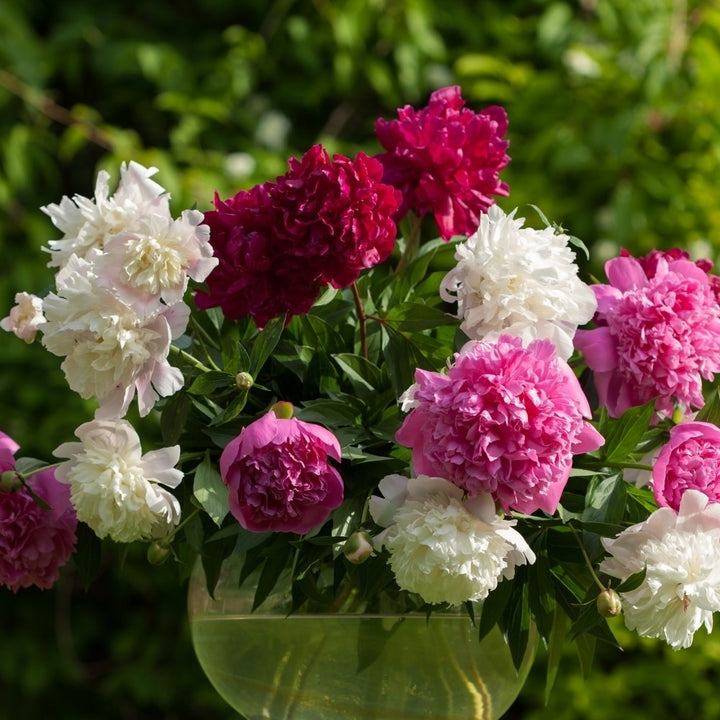 Mixed Peonies Flower - 4 Bulbs - Fragrant, Beautiful Blooms, Add Color to Your Garden Image 3