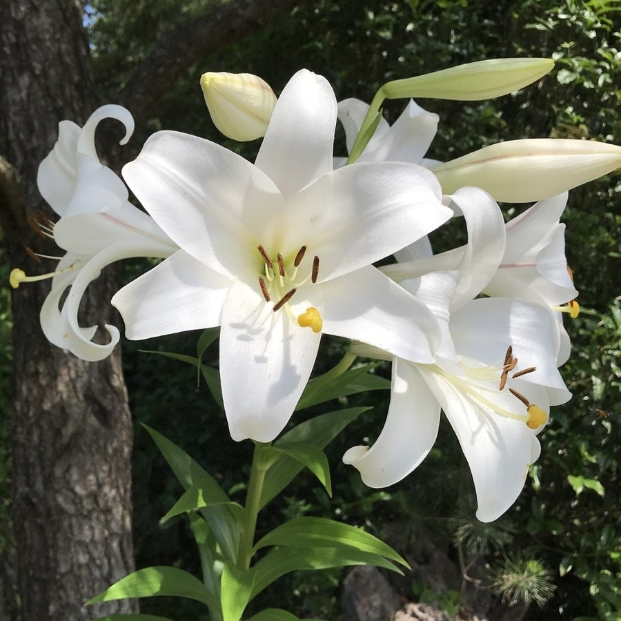 Giant Tree Lily "Pretty Lady" Flowers- 3 Bulbs - Pure White Blooms and Impressive Size Image 1