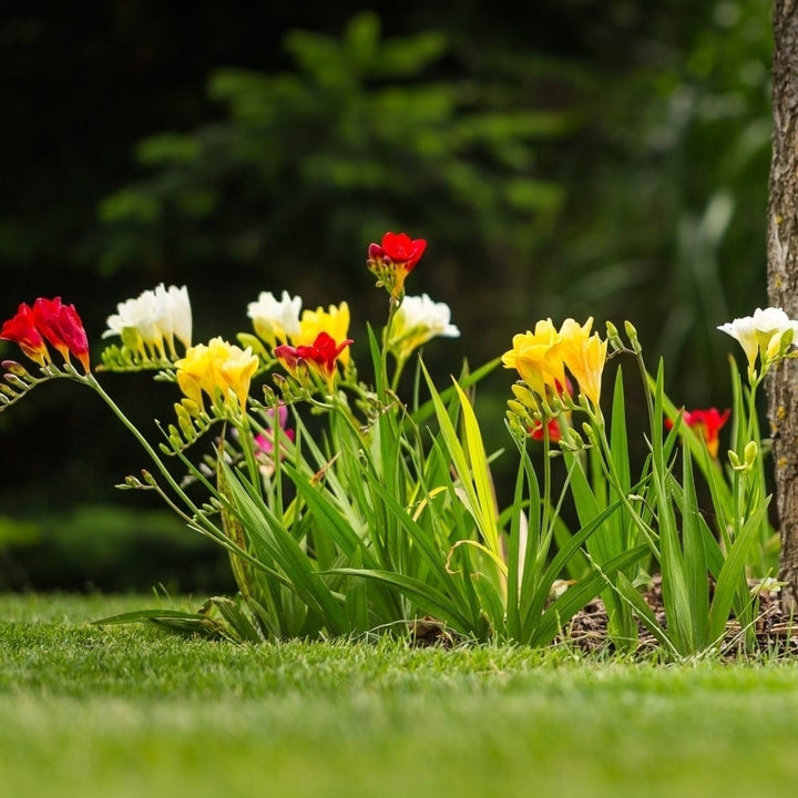 Colorful Mixed Freesia Flowers - 30 Bulbs - Vibrant, Colorful, Fragrant Flowers Perfect for Gardens Image 2