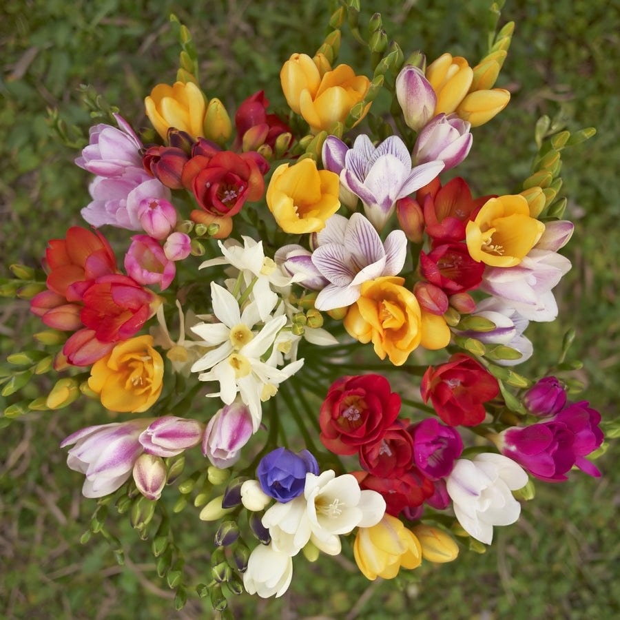 Colorful Mixed Freesia Flowers - 30 Bulbs - Vibrant, Colorful, Fragrant Flowers Perfect for Gardens Image 1