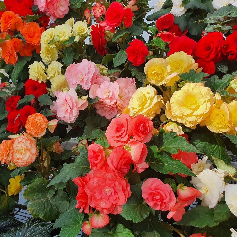 Giant Blooming Mixed Begonia Flowers - 3 Bulbs - Colorful Mix of Pink, Yellow, White, Red and Orange Blooms Image 2