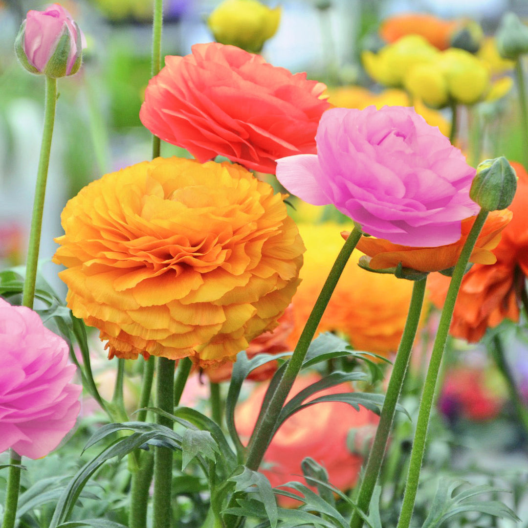 Double Bloom Buttercup Multicolor Mixed Flowers - 15 or 30 Bulbs - Magnificent Brightly Colored Double Blossom Rose-Like Image 4