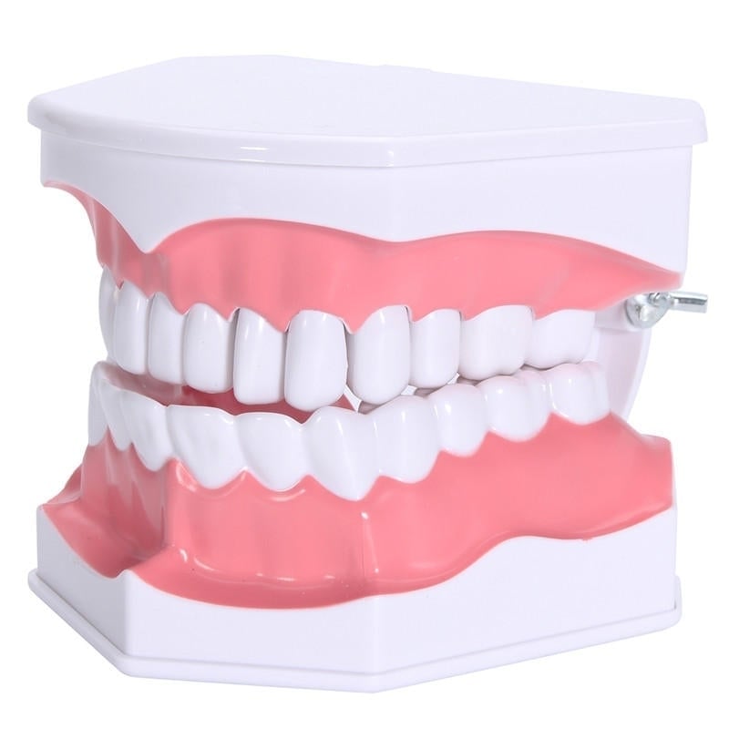 Dental Adult Education Teaching Model with Removable Lower Teeth and Toothbrush Image 1