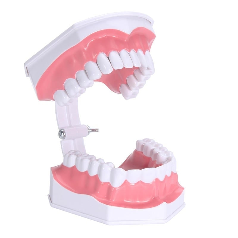 Dental Adult Education Teaching Model with Removable Lower Teeth and Toothbrush Image 2