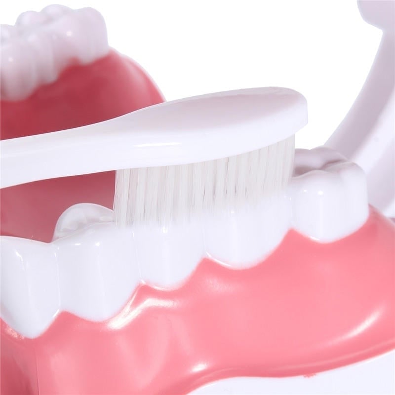 Dental Adult Education Teaching Model with Removable Lower Teeth and Toothbrush Image 3